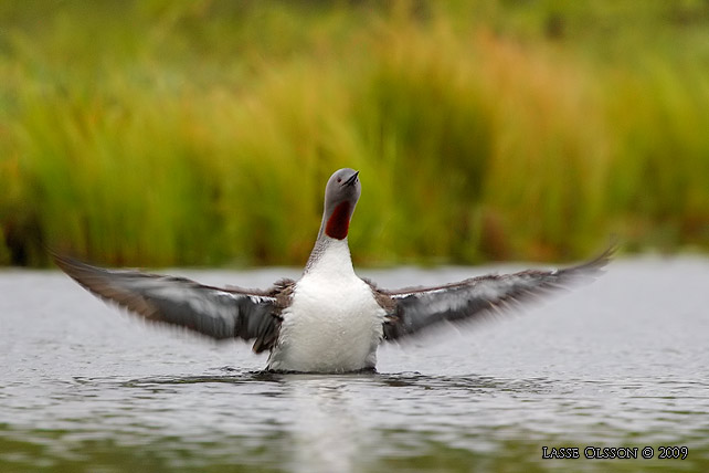 SMLOM / RED-THROATED LOON (Gavia stellata) - stor bild / full size