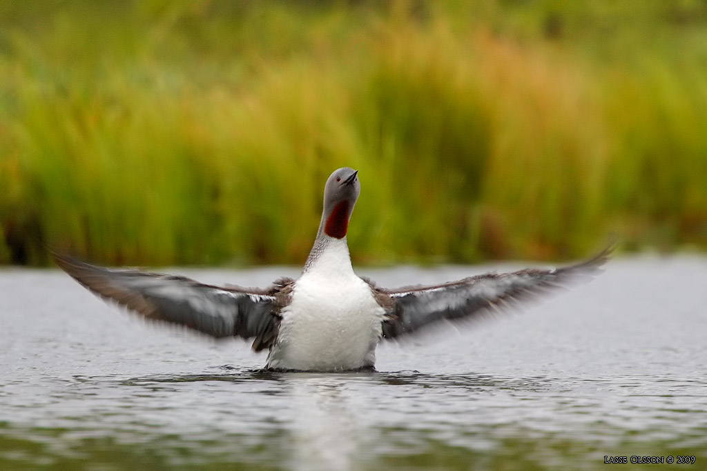 SMLOM / RED-THROATED LOON (Gavia stellata) - Stng / Close