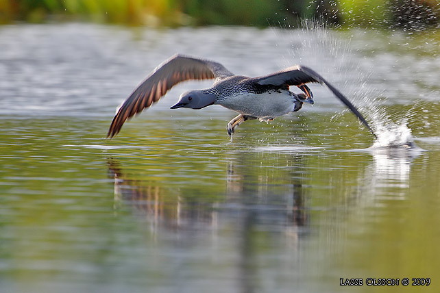 SMLOM / RED-THROATED LOON (Gavia stellata) - stor bild / full size