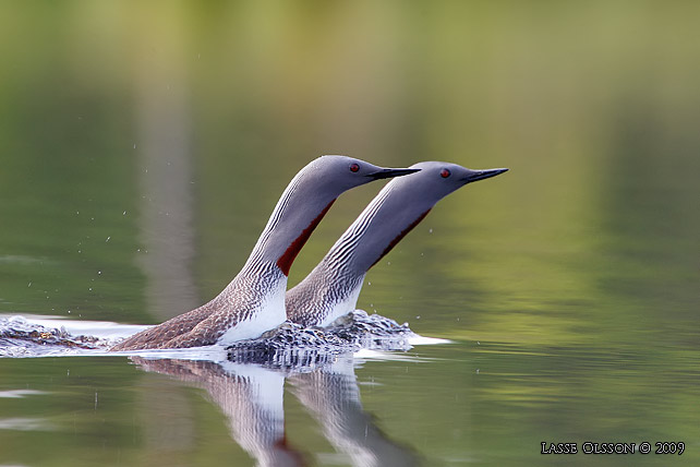 SMLOM / RED-THROATED LOON (Gavia stellata) - stor bild / full size