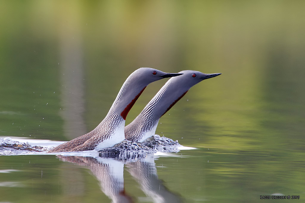 SMLOM / RED-THROATED LOON (Gavia stellata) - Stng / Close