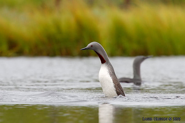 SMLOM / RED-THROATED LOON (Gavia stellata) - stor bild / full size