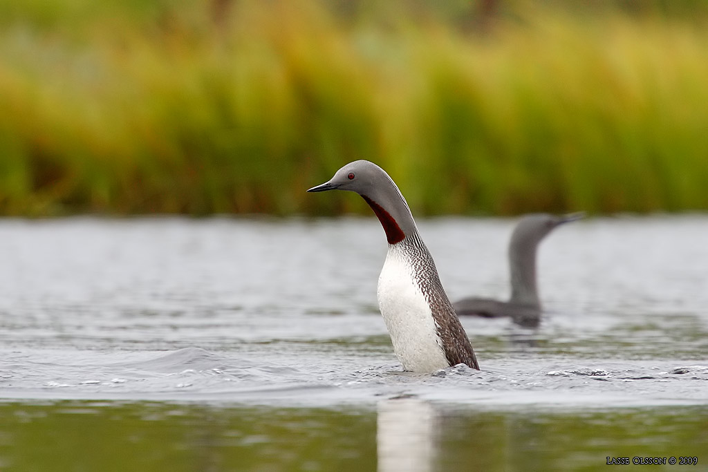 SMLOM / RED-THROATED LOON (Gavia stellata) - Stng / Close