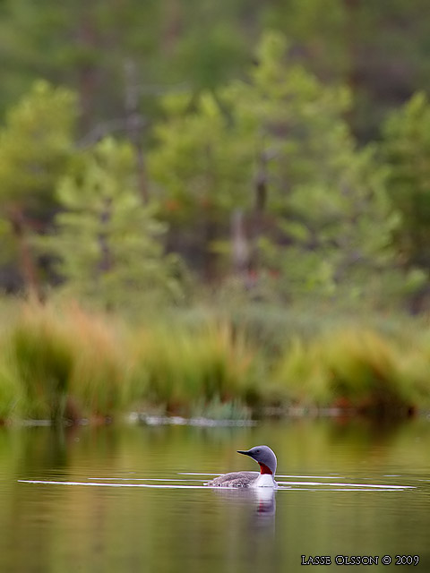 SMLOM / RED-THROATED LOON (Gavia stellata) - stor bild / full size