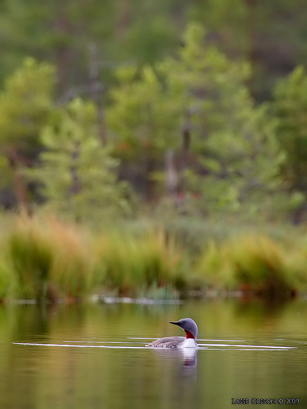 SMLOM / RED-THROATED LOON (Gavia stellata) - Stng / Close