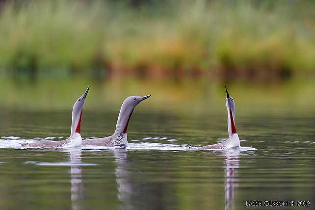 SMLOM / RED-THROATED LOON (Gavia stellata) - stor bild / full size