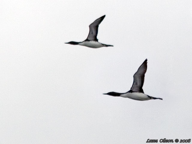 SMLOM / RED-THROATED LOON (Gavia stellata)