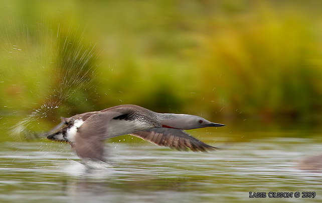 SMLOM / RED-THROATED LOON (Gavia stellata) - stor bild / full size