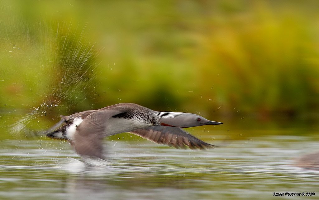 SMLOM / RED-THROATED LOON (Gavia stellata) - Stng / Close