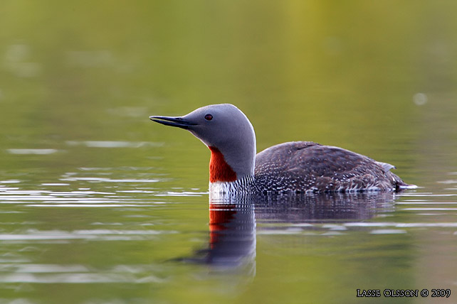 SMLOM / RED-THROATED LOON (Gavia stellata) - stor bild / full size