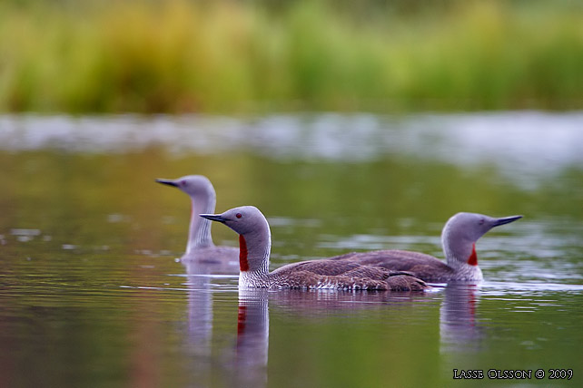 SMLOM / RED-THROATED LOON (Gavia stellata) - stor bild / full size