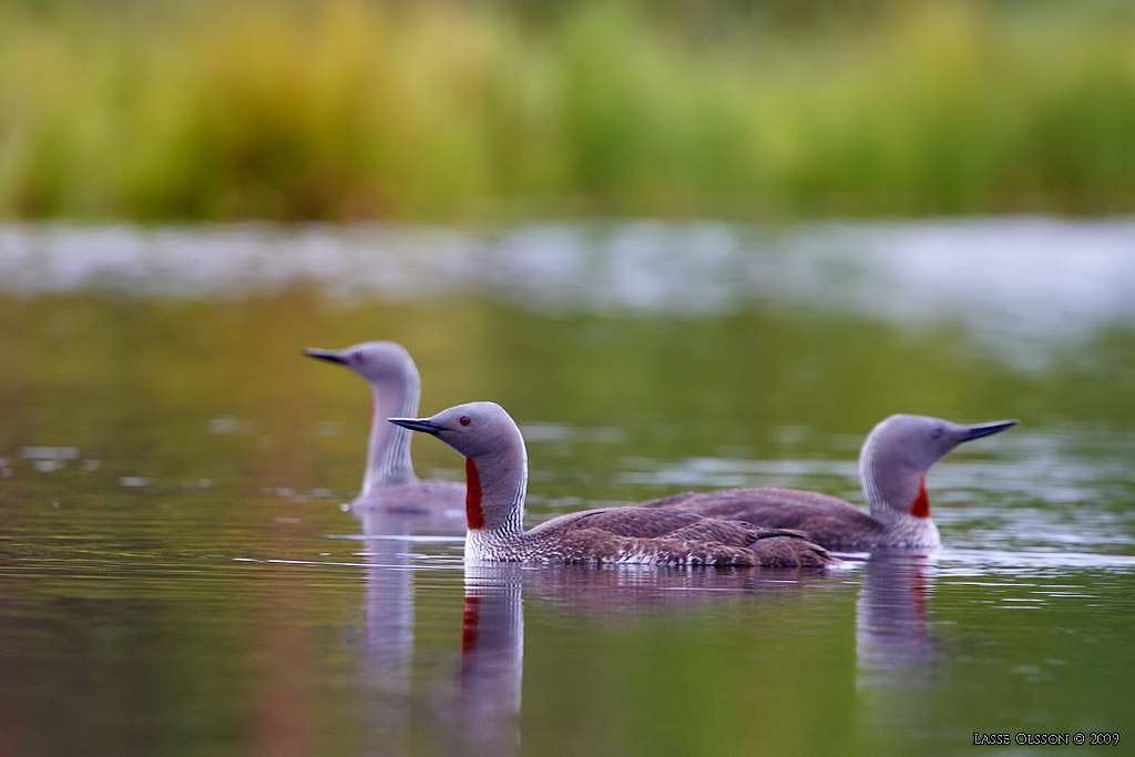 SMLOM / RED-THROATED LOON (Gavia stellata) - Stng / Close