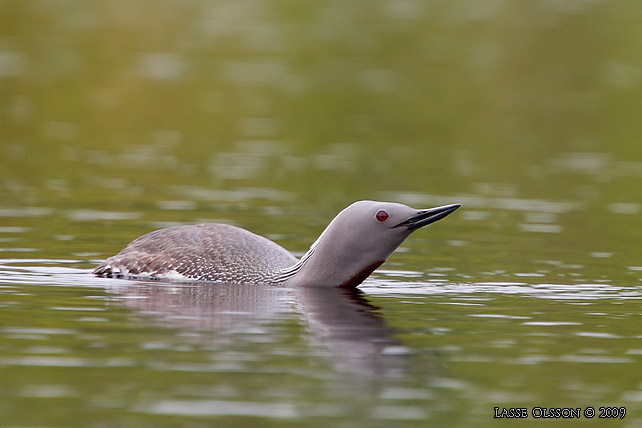 SMLOM / RED-THROATED LOON (Gavia stellata) - stor bild / full size