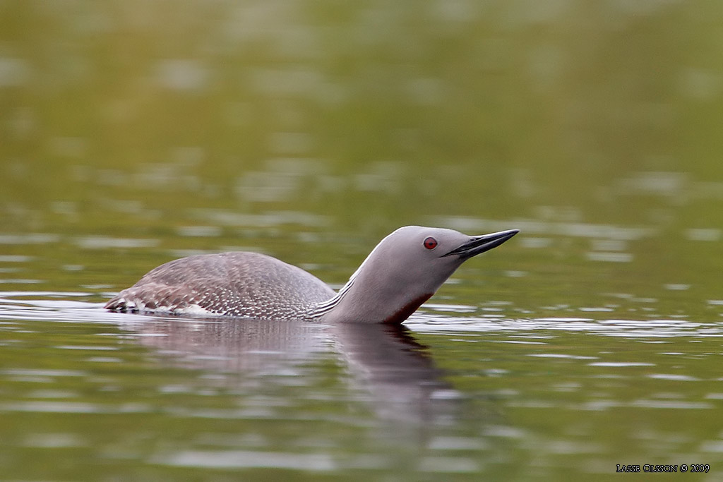 SMLOM / RED-THROATED LOON (Gavia stellata) - Stng / Close