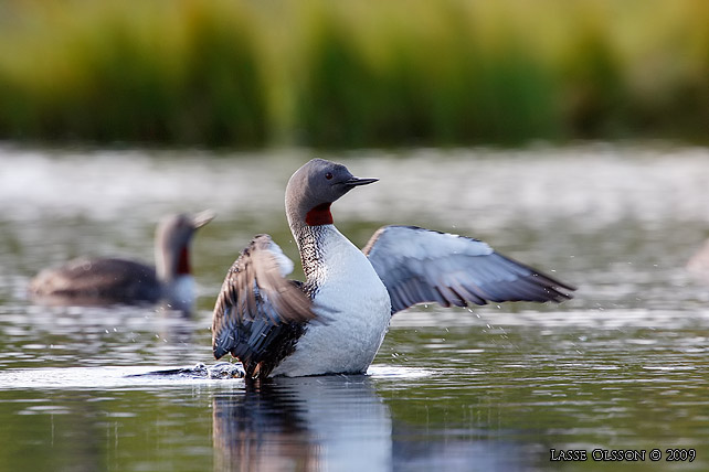 SMLOM / RED-THROATED LOON (Gavia stellata) - stor bild / full size