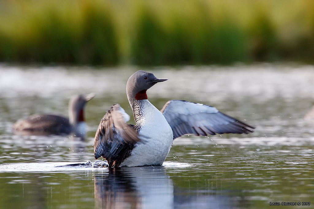 SMLOM / RED-THROATED LOON (Gavia stellata) - Stng / Close