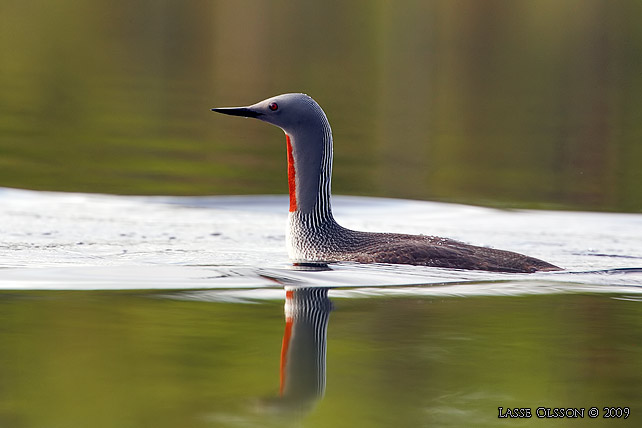 SMLOM / RED-THROATED LOON (Gavia stellata) - stor bild / full size