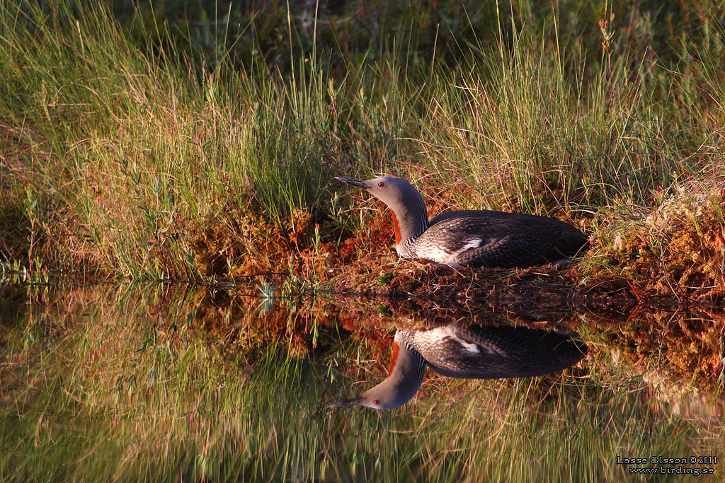 SMLOM / RED-THROATED LOON (Gavia stellata) - Stng / Close