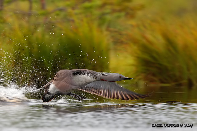 SMLOM / RED-THROATED LOON (Gavia stellata) - stor bild / full size