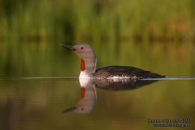 SMÅLOM / RED-THROATED LOON (Gavia stellata) - stor bild / full size