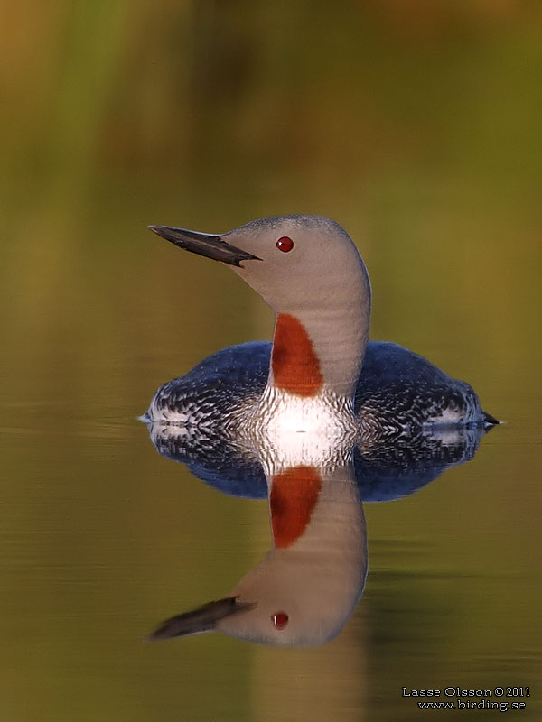 SMLOM / RED-THROATED LOON (Gavia stellata) - Stng / Close