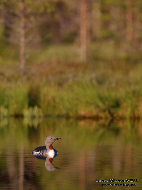 SMÅLOM / RED-THROATED LOON (Gavia stellata) - stor bild / full size