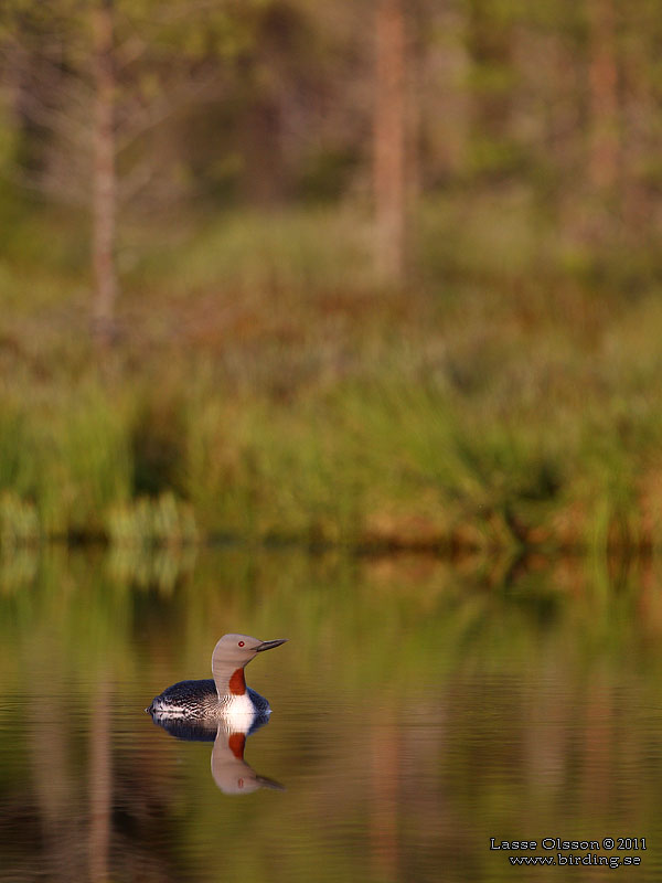 SMLOM / RED-THROATED LOON (Gavia stellata) - Stng / Close