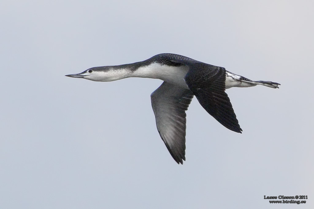 SMLOM / RED-THROATED LOON (Gavia stellata) - Stng / Close