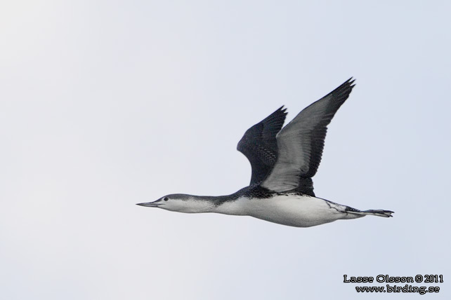 SMÅLOM / RED-THROATED LOON (Gavia stellata) - stor bild / full size