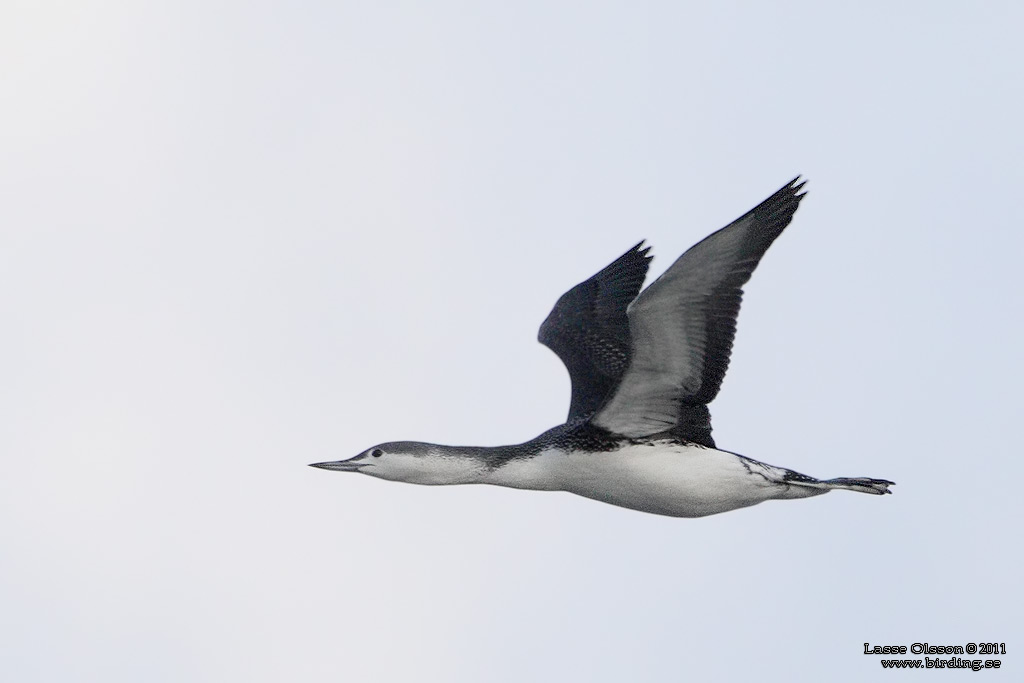 SMLOM / RED-THROATED LOON (Gavia stellata) - Stng / Close