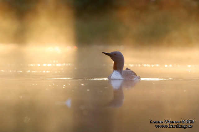 SMÅLOM / RED-THROATED LOON (Gavia stellata) - stor bild / full size