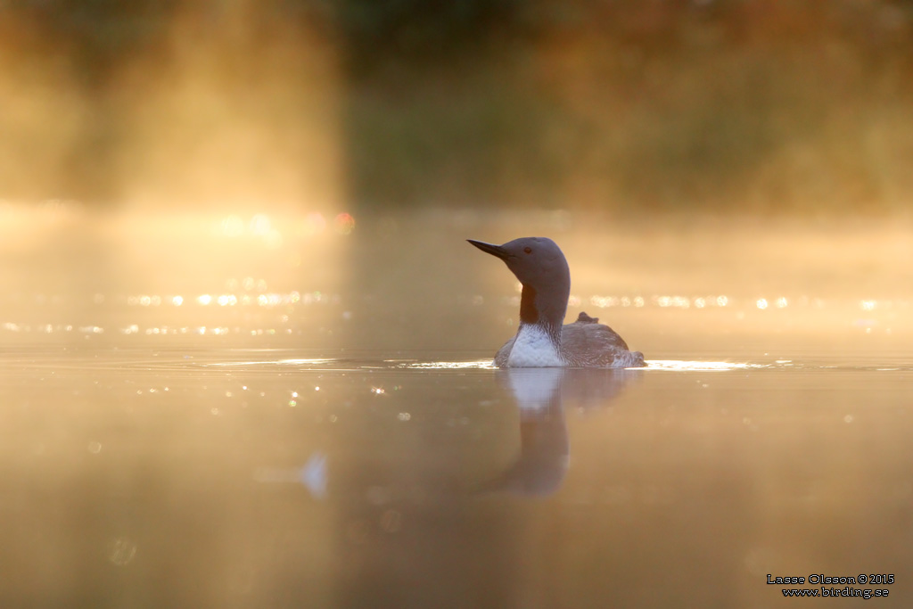 SMLOM / RED-THROATED LOON (Gavia stellata) - Stng / Close