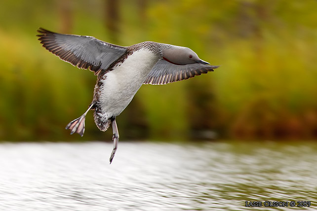 SMLOM / RED-THROATED LOON (Gavia stellata) - stor bild / full size