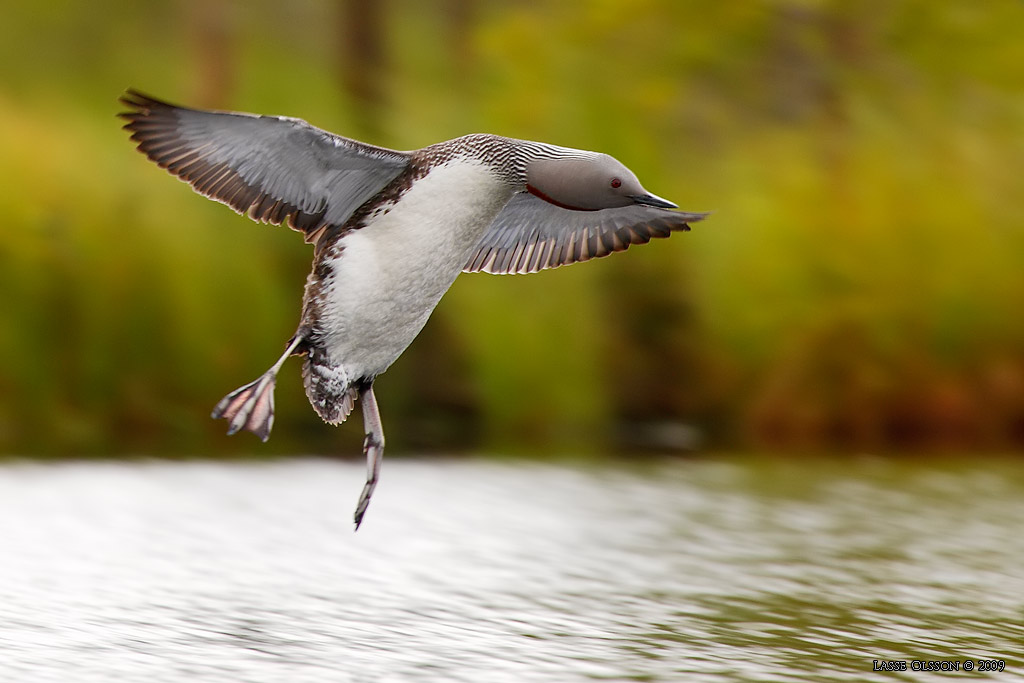 SMLOM / RED-THROATED LOON (Gavia stellata) - Stng / Close