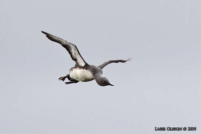 SMLOM / RED-THROATED LOON (Gavia stellata) - stor bild / full size