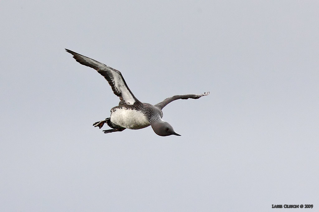 SMLOM / RED-THROATED LOON (Gavia stellata) - Stng / Close