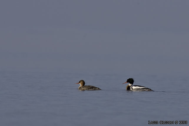 SMSKRAKE / RED-BREASTED MERGANSER (Mergus merganser) - stor bild / full size