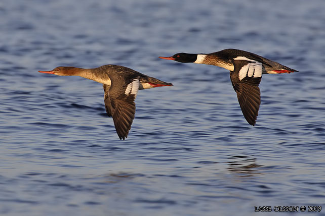 SMSKRAKE / RED-BREASTED MERGANSER (Mergus merganser) - stor bild / full size