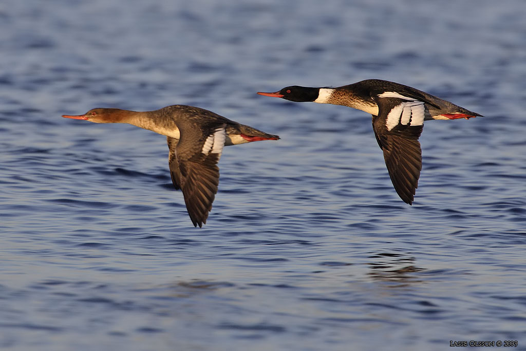 SMSKRAKE / RED-BREASTED MERGANSER (Mergus merganser) - Stng / Close