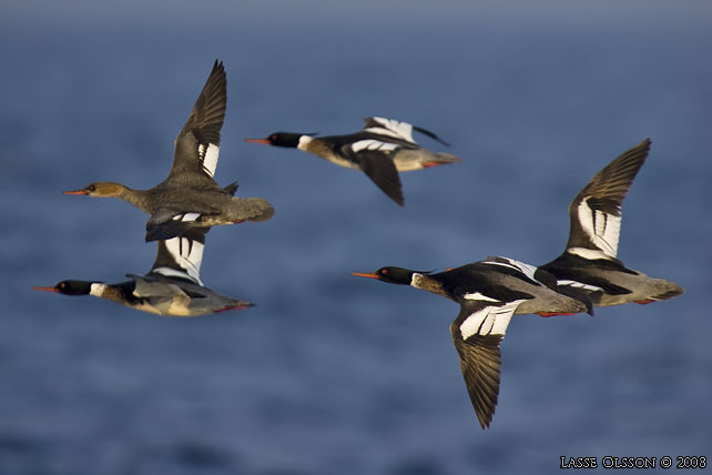 SMSKRAKE / RED-BREASTED MERGANSER (Mergus merganser) - stor bild / full size