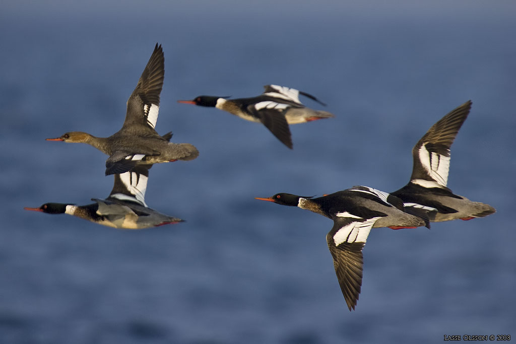 SMSKRAKE / RED-BREASTED MERGANSER (Mergus merganser) - Stng / Close