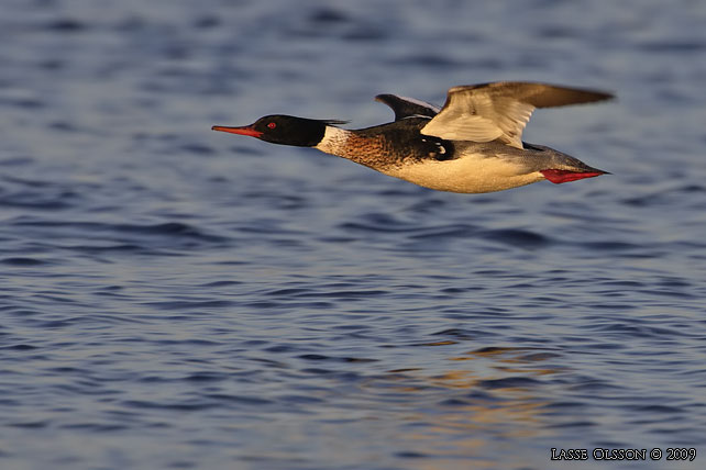 SMSKRAKE / RED-BREASTED MERGANSER (Mergus merganser) - stor bild / full size