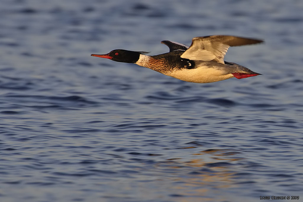 SMSKRAKE / RED-BREASTED MERGANSER (Mergus merganser) - Stng / Close