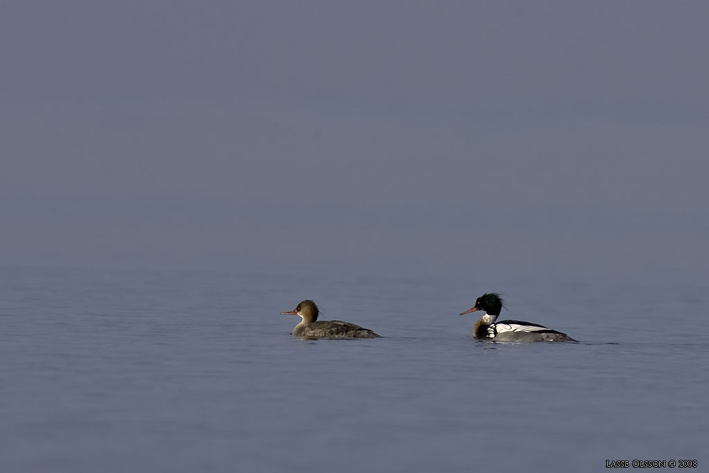 SMSKRAKE / RED-BREASTED MERGANSER (Mergus merganser) - Stng / Close