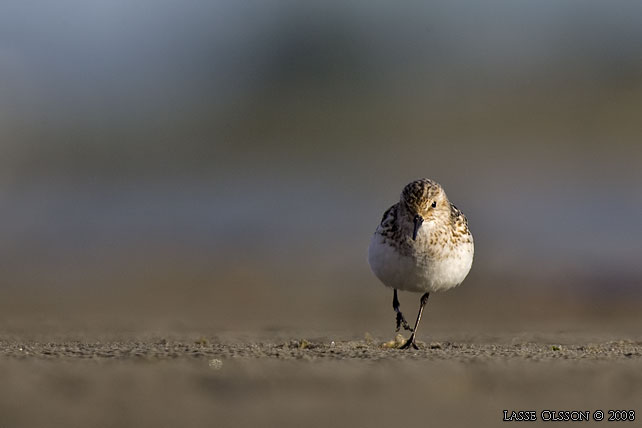 SMÅSNÄPPA / LITTLE STINT (Calidris minuta) - stor bild / full size