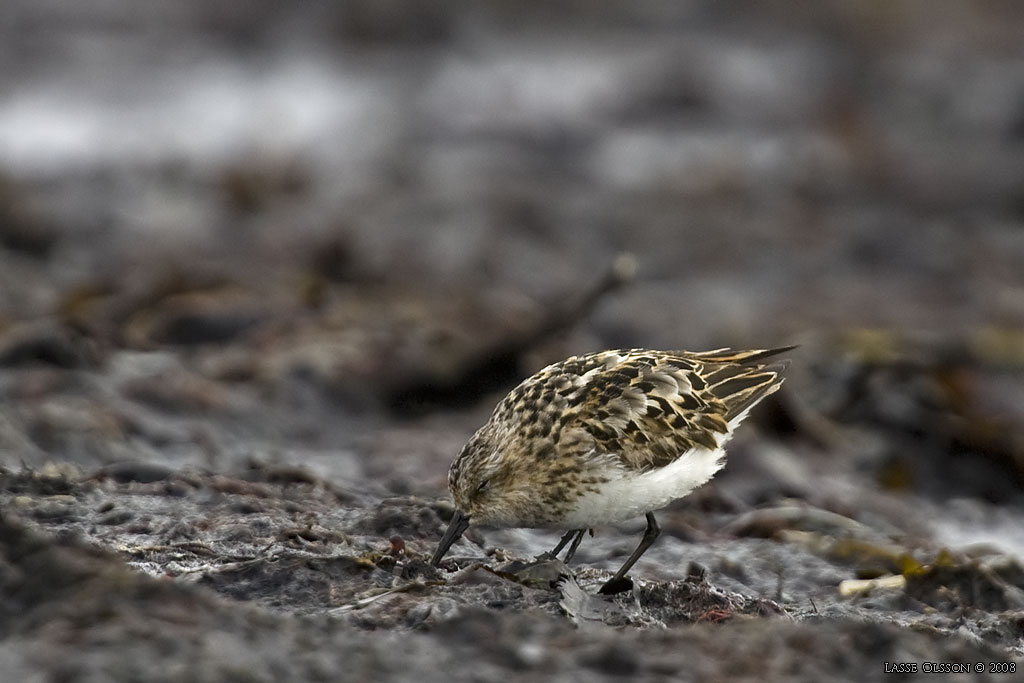 SMSNPPA / LITTLE STINT (Calidris minuta) - Stng / Close