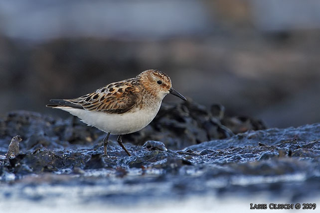 SMSNPPA / LITTLE STINT (Calidris minuta) - stor bild / full size