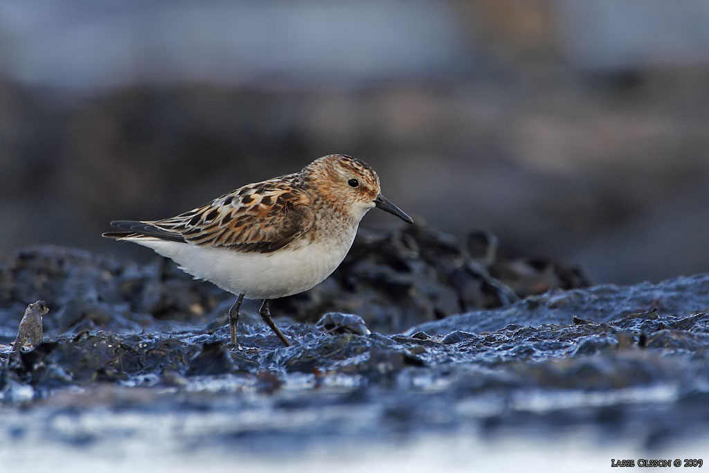 SMSNPPA / LITTLE STINT (Calidris minuta) - Stng / Close