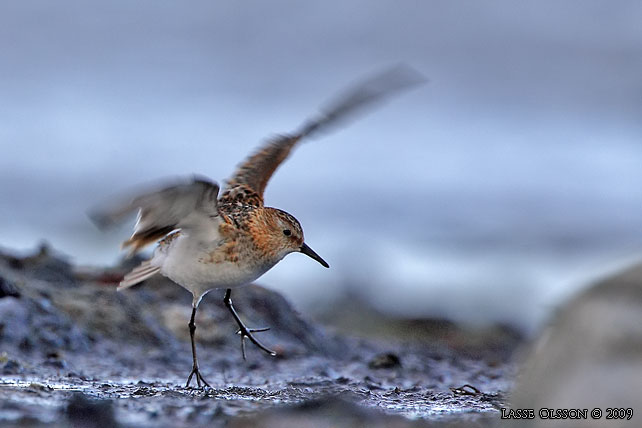 SMSNPPA / LITTLE STINT (Calidris minuta) - stor bild / full size