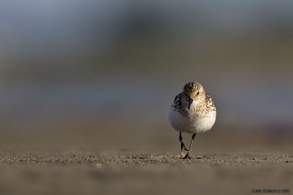 SMSNPPA / LITTLE STINT (Calidris minuta) - Stng / Close